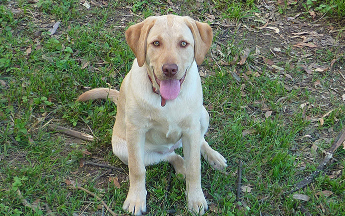 Dolly Labrador at 18 months old