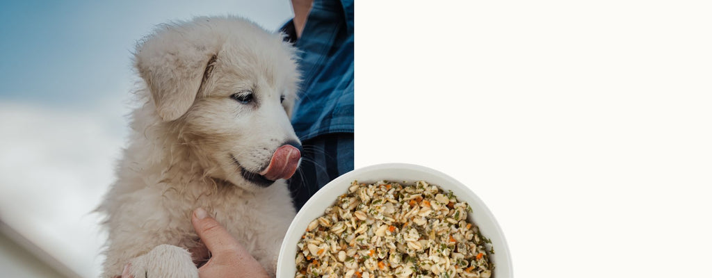 Maremma puppy with dog food